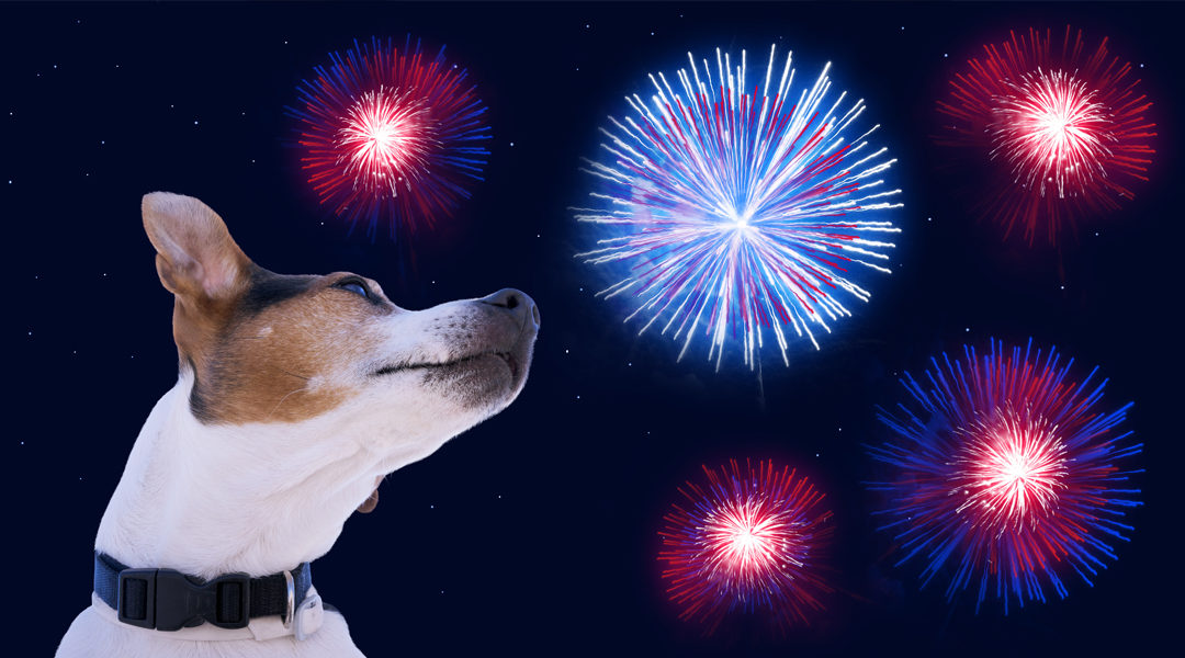 Fireworks and Your Pet